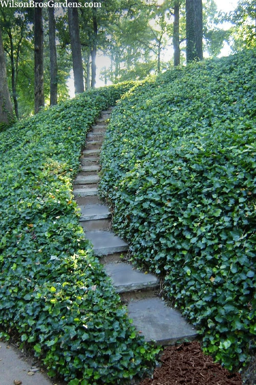 English Ivy (Hedera Helix) - 72 Pack Of 3.5" Pots 1 English Ivy (Hedera Helix) - 72 Pack Of 3.5" Pots