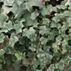 Glacier Ivy (Hedera Helix) - 18 Pack Of Pint Pots