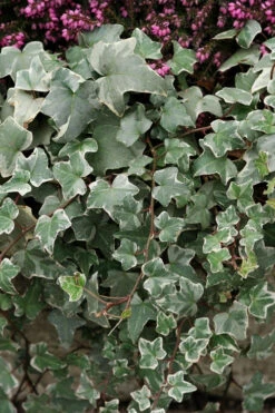 Glacier Ivy (Hedera Helix) - 18 Pack Of Pint Pots
