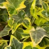 Gold Child Ivy (Hedera Helix) - 8 Pack Of 2.5" Pots