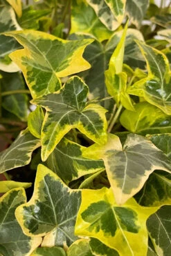 Gold Child Ivy (Hedera Helix) - 5 Pack Of Pint Pots