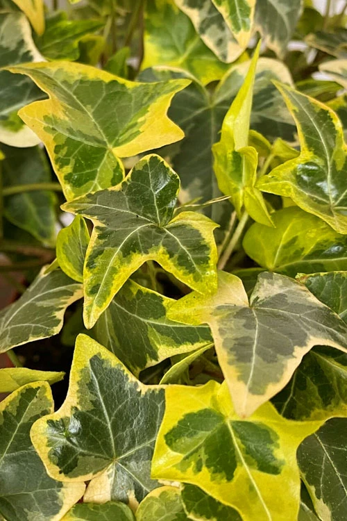 Gold Child Ivy (Hedera Helix) - 5 Pack Of Pint Pots 1 Gold Child Ivy (Hedera Helix) - 5 Pack Of Pint Pots