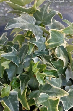 Ingelise English Ivy (Hedera) - 10 Pack Of 4" Pots -Wilson Bros Gardens hedera helix ingelise english ivy 4