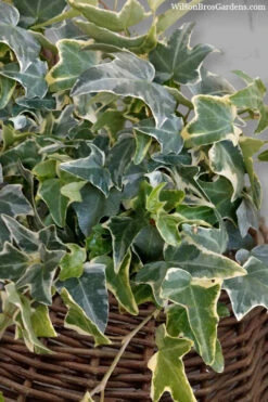 Ingelise English Ivy (Hedera) - 5 Pack Of Pint Pots -Wilson Bros Gardens hedera helix ingelise english ivy 6 1