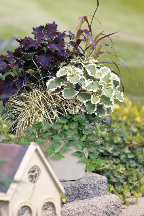 Teardrop Ivy(Hedera Helix) - 5 Pack Of Pint Pots 3 Teardrop Ivy(Hedera Helix) - 5 Pack Of Pint Pots - Image 3