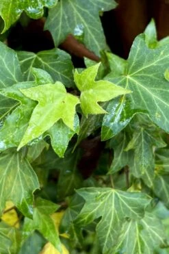 Wilson Ivy (Hedera Helix) - 5 Pack Of Quart Pots 11 Wilson Ivy (Hedera Helix) - 5 Pack Of Quart Pots -Wilson Bros Gardens hedera helix wilsonii wilson ivy 1