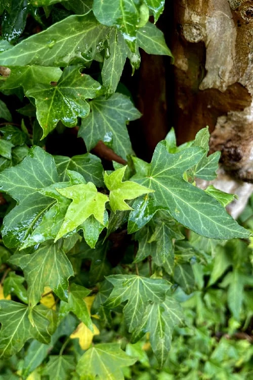 Wilson Ivy (Hedera Helix) - 5 Pack Of Quart Pots 4 Wilson Ivy (Hedera Helix) - 5 Pack Of Quart Pots - Image 4