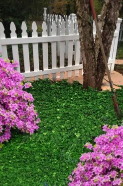 Wilson Ivy (Hedera Helix) - 5 Pack Of Quart Pots 10 Wilson Ivy (Hedera Helix) - 5 Pack Of Quart Pots -Wilson Bros Gardens hedera helix wilsonii wilson ivy 5