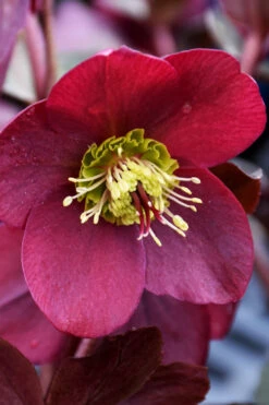 Anna's Red Helleborus (Lenten Rose) - 1 Gallon Pot -Wilson Bros Gardens helleborus annas red lenten rose 2