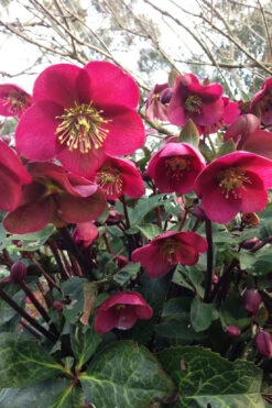 Anna's Red Helleborus (Lenten Rose) - 1 Gallon Pot -Wilson Bros Gardens helleborus annas red lenten rose 5