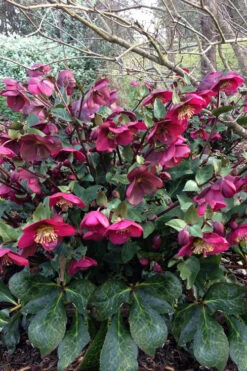 Anna's Red Helleborus (Lenten Rose) - 1 Gallon Pot -Wilson Bros Gardens helleborus annas red lenten rose 7