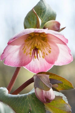 Cheryl's Shine Helleborus (Lenten Rose) - 1 Gallon Pot -Wilson Bros Gardens helleborus cheryl shine lenten rose 10