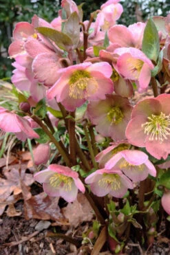 Cheryl's Shine Helleborus (Lenten Rose) - 1 Gallon Pot -Wilson Bros Gardens helleborus cheryl shine lenten rose 3