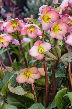 Cheryl's Shine Helleborus (Lenten Rose) - 1 Gallon Pot -Wilson Bros Gardens helleborus cheryl shine lenten rose 5