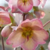 Cheryl's Shine Helleborus (Lenten Rose) - 1 Gallon Pot