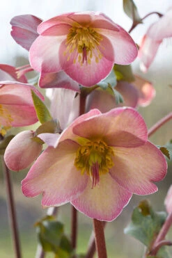 Cheryl's Shine Helleborus (Lenten Rose) - 1 Gallon Pot