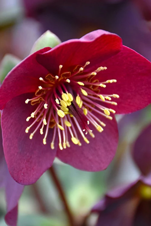 Ice N' Roses 'Red' Helleborus (Lenten Rose) - 1 Gallon Pot 5 Ice N' Roses 'Red' Helleborus (Lenten Rose) - 1 Gallon Pot - Image 5