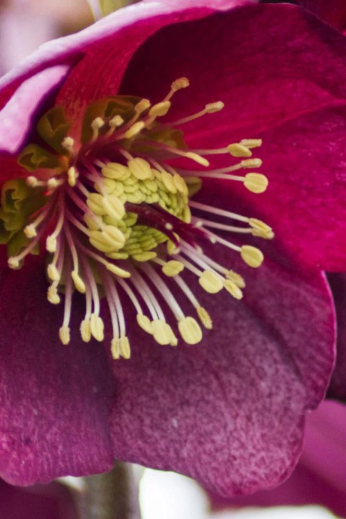 Ice N' Roses 'Red' Helleborus (Lenten Rose) - 1 Gallon Pot 7 Ice N' Roses 'Red' Helleborus (Lenten Rose) - 1 Gallon Pot - Image 7