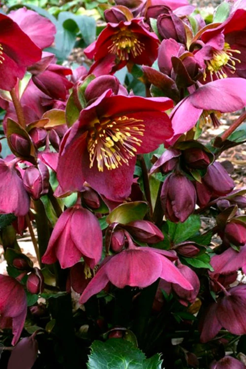 Ice N' Roses 'Red' Helleborus (Lenten Rose) - 1 Gallon Pot 1 Ice N' Roses 'Red' Helleborus (Lenten Rose) - 1 Gallon Pot