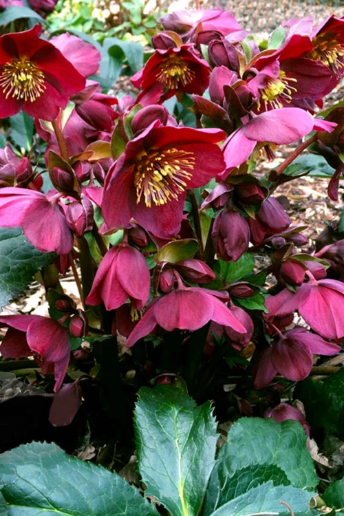 Ice N' Roses 'Red' Helleborus (Lenten Rose) - 1 Gallon Pot 4 Ice N' Roses 'Red' Helleborus (Lenten Rose) - 1 Gallon Pot - Image 4