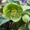 Illumi Lime Helleborus (Lenten Rose) - 1 Gallon Pot
