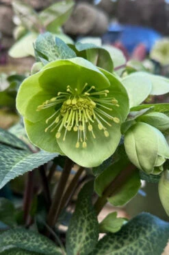 Illumi Lime Helleborus (Lenten Rose) - 1 Gallon Pot