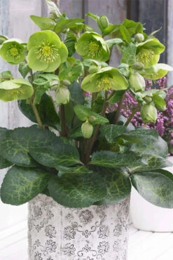 Illumi Lime Helleborus (Lenten Rose) - 1 Gallon Pot -Wilson Bros Gardens helleborus illumi lime lenten rose 4