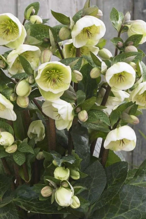 Moondance Helleborus (Lenten Rose) - 1 Gallon Pot 10 Moondance Helleborus (Lenten Rose) - 1 Gallon Pot - Image 10
