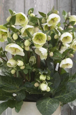 Moondance Helleborus (Lenten Rose) - 1 Gallon Pot 18 Moondance Helleborus (Lenten Rose) - 1 Gallon Pot -Wilson Bros Gardens helleborus moondance lenten rose 2