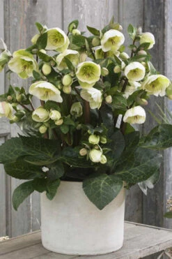 Moondance Helleborus (Lenten Rose) - 1 Gallon Pot 14 Moondance Helleborus (Lenten Rose) - 1 Gallon Pot -Wilson Bros Gardens helleborus moondance lenten rose 3