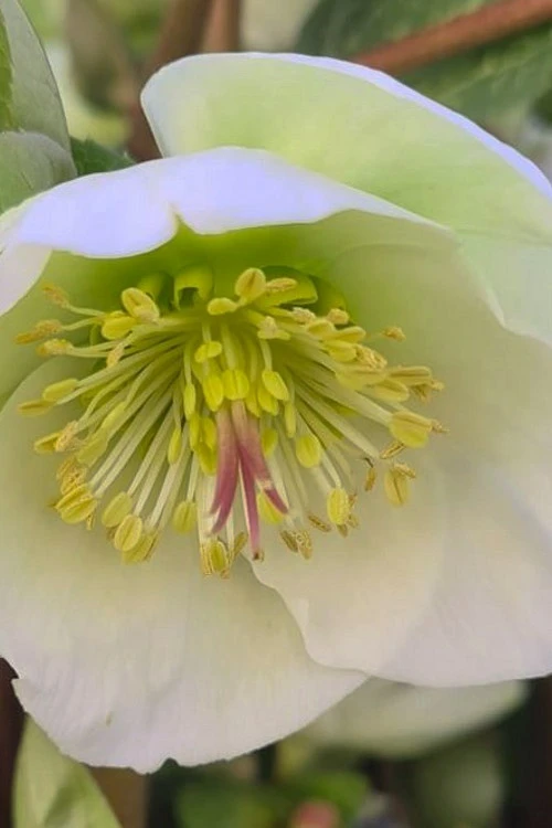 Moondance Helleborus (Lenten Rose) - 1 Gallon Pot 8 Moondance Helleborus (Lenten Rose) - 1 Gallon Pot - Image 8