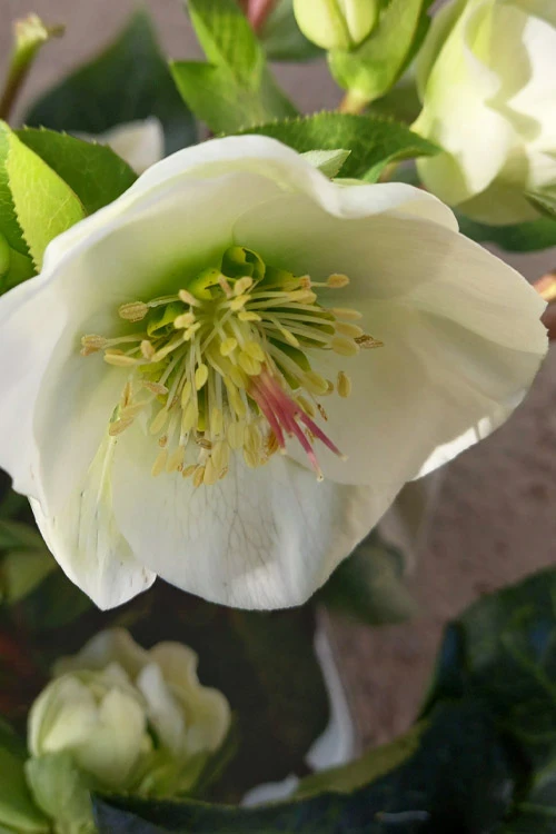 Moondance Helleborus (Lenten Rose) - 1 Gallon Pot 6 Moondance Helleborus (Lenten Rose) - 1 Gallon Pot - Image 6