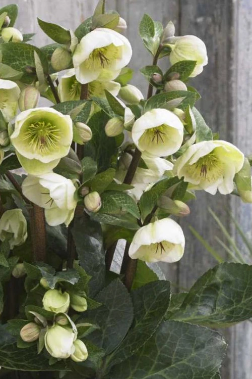 Moondance Helleborus (Lenten Rose) - 1 Gallon Pot 7 Moondance Helleborus (Lenten Rose) - 1 Gallon Pot - Image 7