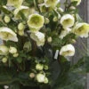 Moondance Helleborus (Lenten Rose) - 1 Gallon Pot