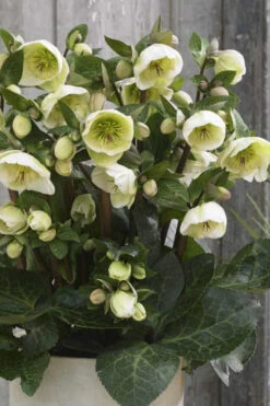 Moondance Helleborus (Lenten Rose) - 1 Gallon Pot