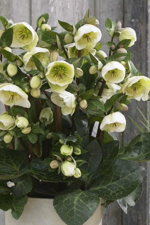 Moondance Helleborus (Lenten Rose) - 1 Gallon Pot 1 Moondance Helleborus (Lenten Rose) - 1 Gallon Pot