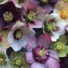 Pine Knot Select Strain Helleborus (Lenten Rose) - 1 Gallon Pot