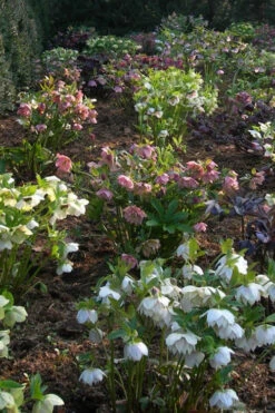 Pine Knot Select Strain Helleborus (Lenten Rose) - 1 Gallon Pot 7 Pine Knot Select Strain Helleborus (Lenten Rose) - 1 Gallon Pot -Wilson Bros Gardens helleborus pine knot select strain lenten rose 2