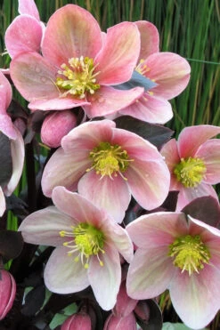 Pink Frost Helleborus (Lenten Rose) - 1 Gallon Pot -Wilson Bros Gardens helleborus pink frost lenten rose 1
