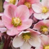 Pink Frost Helleborus (Lenten Rose) - 1 Gallon Pot