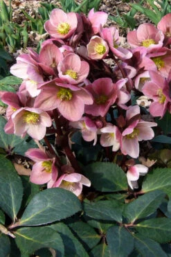 Pink Frost Helleborus (Lenten Rose) - 1 Gallon Pot -Wilson Bros Gardens helleborus pink frost lenten rose 2