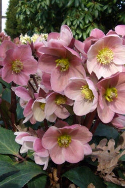 Pink Frost Helleborus (Lenten Rose) - 1 Gallon Pot -Wilson Bros Gardens helleborus pink frost lenten rose 9