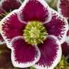 Romantic Getaway Helleborus (Lenten Rose) - 1 Gallon Pot