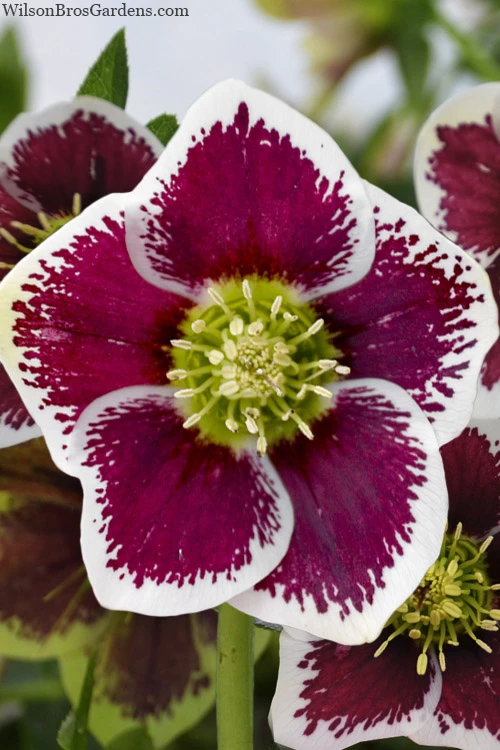 Romantic Getaway Helleborus (Lenten Rose) - 1 Gallon Pot 1 Romantic Getaway Helleborus (Lenten Rose) - 1 Gallon Pot