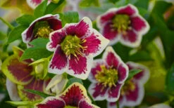 Romantic Getaway Helleborus (Lenten Rose) - 1 Gallon Pot 15 Romantic Getaway Helleborus (Lenten Rose) - 1 Gallon Pot -Wilson Bros Gardens helleborus romantic getaway lenten rose 4