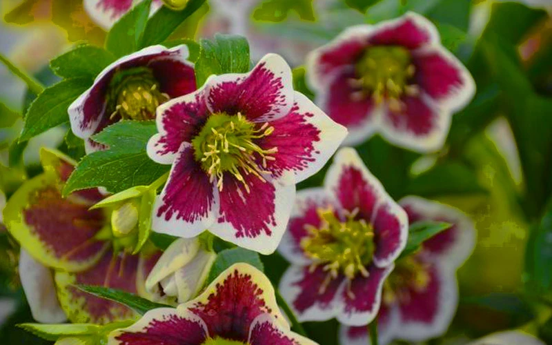 Romantic Getaway Helleborus (Lenten Rose) - 1 Gallon Pot 8 Romantic Getaway Helleborus (Lenten Rose) - 1 Gallon Pot - Image 8