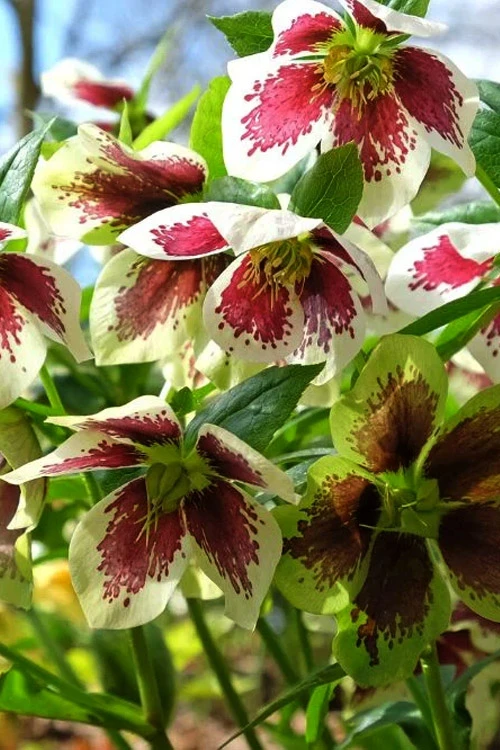 Romantic Getaway Helleborus (Lenten Rose) - 1 Gallon Pot 7 Romantic Getaway Helleborus (Lenten Rose) - 1 Gallon Pot - Image 7