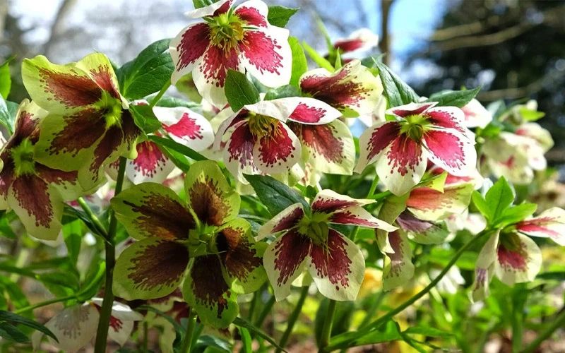 Romantic Getaway Helleborus (Lenten Rose) - 1 Gallon Pot 6 Romantic Getaway Helleborus (Lenten Rose) - 1 Gallon Pot - Image 6
