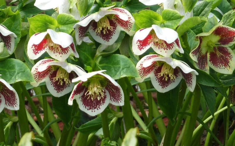 Romantic Getaway Helleborus (Lenten Rose) - 1 Gallon Pot 5 Romantic Getaway Helleborus (Lenten Rose) - 1 Gallon Pot - Image 5