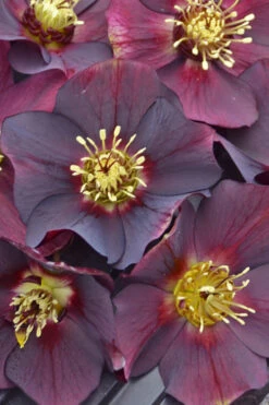 Rome In Red Helleborus (Lenten Rose) - 1 Gallon Pot 11 Rome In Red Helleborus (Lenten Rose) - 1 Gallon Pot -Wilson Bros Gardens helleborus rome in red lenten rose 3